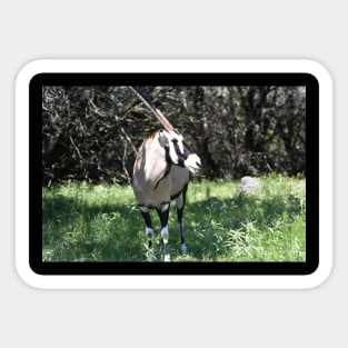 Gemsbok Sticker